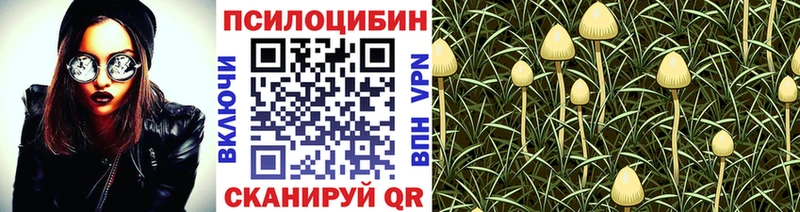 Псилоцибиновые грибы прущие грибы блэк спрут tor Батайск купить наркотики сайты
